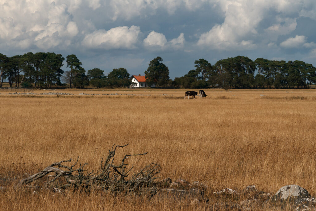 Bild från öland med ett vitt hus i bakgrunden, två kor som verkar gå ur bild i mellandelen av bilden och en trägren i förgrunden. Gult, högt gräs och mörk himmel med dramatiska moln.
